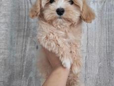 Пудель, Мальиипу, Пушон, Кавапу