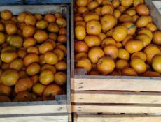 Продам мандарины 