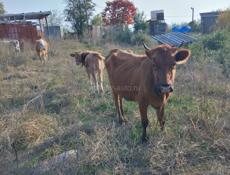 Продаю коров