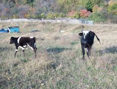 Продаю коров