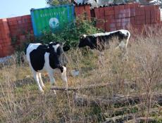 Продаю коров