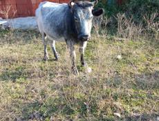 Продаю коров