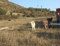 Продаю коров