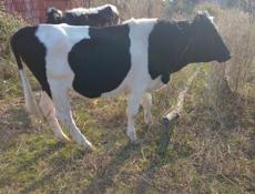 Продаю коров