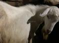 продаю козла чисто белого цвета не кастрированного  