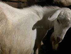  продаю козла чисто белого цвета не кастрированного  