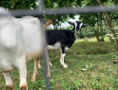 продаю козла чисто белого цвета не кастрированного