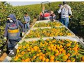 Мы ищем работу по сбору мандаринов. 