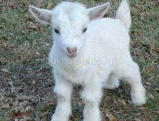 Срочно продаются козлята