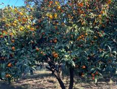 Ищем работу на сбор мандаринов