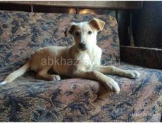 Щенки 