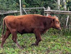 Продается бычок 