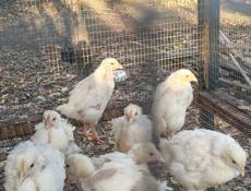 Цыплята бройлер