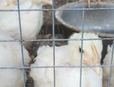 Цыплята бройлер