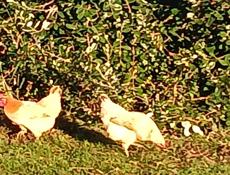 Домашняя птица