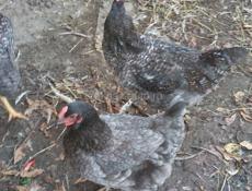 Домашняя птица