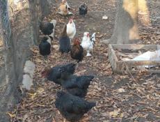 Домашняя птица