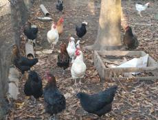 Домашняя птица