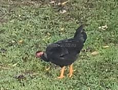 Домашняя птица