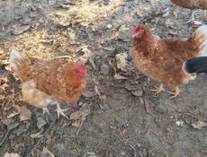 Домашняя птица