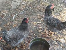 Домашняя птица