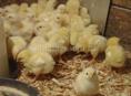 Цыплята породистые по 50 рублей 