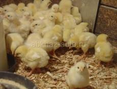 Цыплята породистые по 50 рублей 