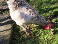 Куры, петухи