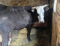 Коровка породистая 35 тысяч