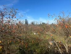 Хурма Бычье сердце 