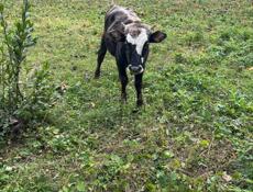 Продаю бычка