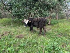 Продаю бычка