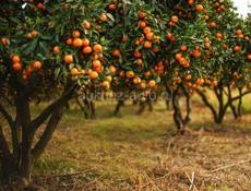 Мандариновый сад