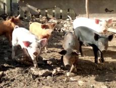 Поросята 