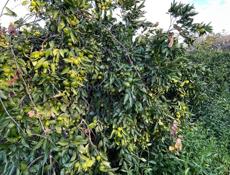 Дом в Агудзере