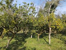 Продам мандарины цена договорная