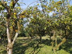 Продам мандарины цена договорная 