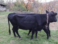 Продаётся скот