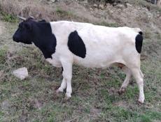 Продаётся скот