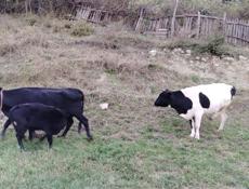 Продаётся скот