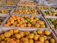 Мандарины 20т. 