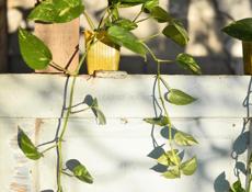 Эпипремнум