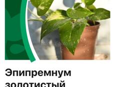 Эпипремнум