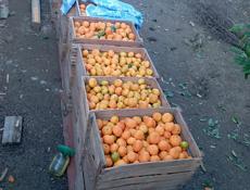 Продаются мандарины