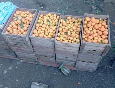 Продаются мандарины