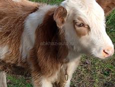 ПРОДАМ ТЕЛОЧКУ