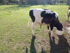 Продаю бычка 65кг