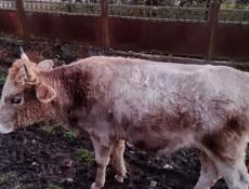 Продаётся бык 85кг