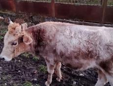 Продаётся бык 85кг