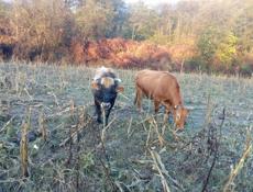 Продаются быки